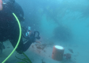 Underwater Octo-Condos Offer Beacon of Hope for Goleta Kelp Beds